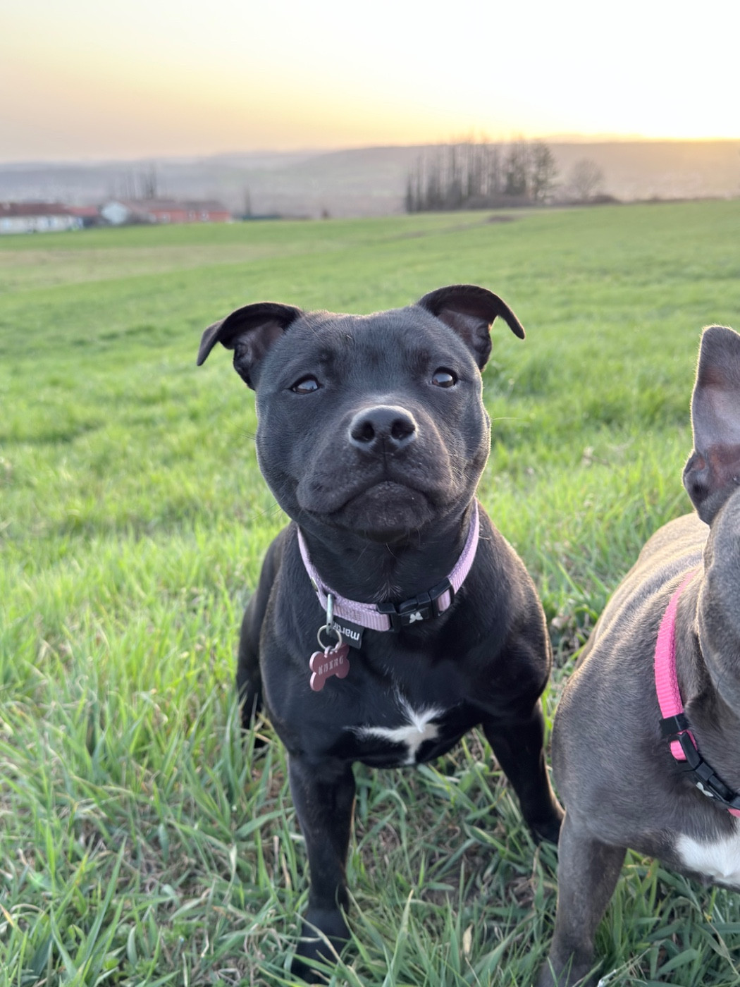 Amara Liberty d Oriane De La Vallée Des Farfadets