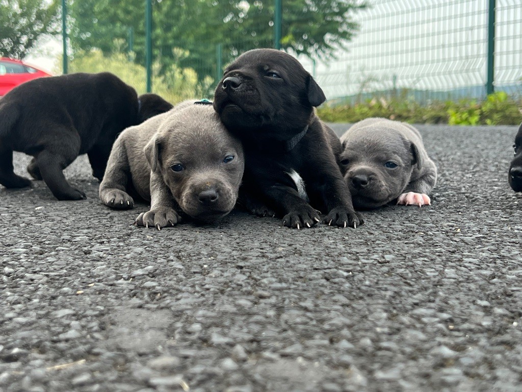 Chiot Staffordshire Bull Terrier De La Vallée Des Farfadets