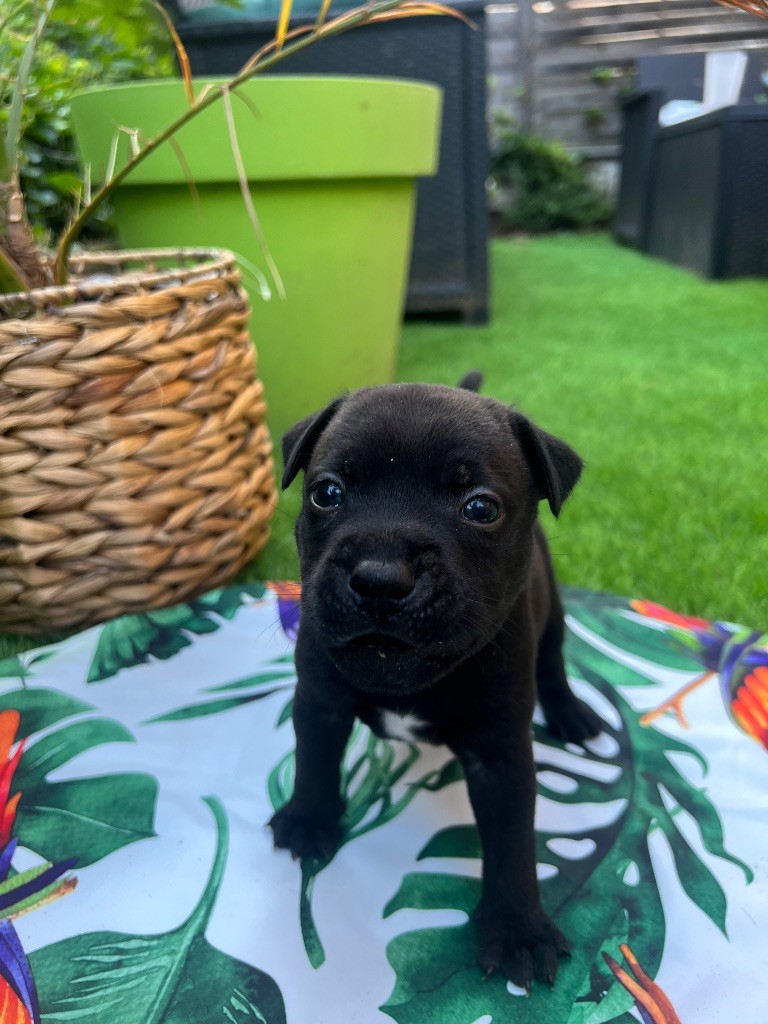 De La Vallée Des Farfadets - Chiots disponibles - Staffordshire Bull Terrier